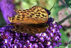 Bactra signana - Mittlerer Perlmutterfalter (Stiefmütterchen-Perlmutterfalter, Mittlerer Perlmuttfalter)